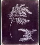 talbotipia